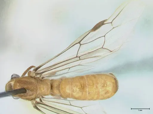 Aenictus hamifer specimen FOCOL1139 image focol1139_1