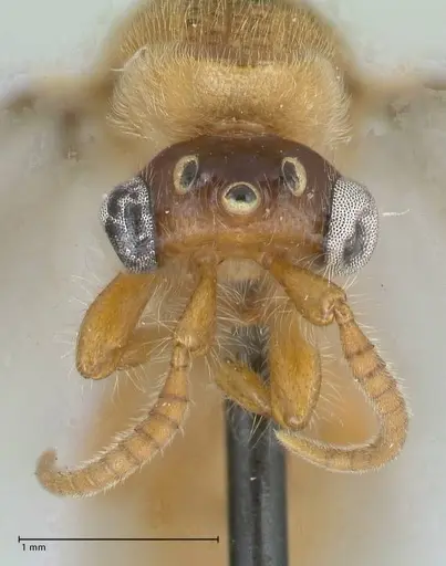 Aenictus hamifer specimen FOCOL1139 image focol1139_2