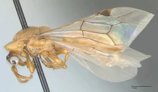 Aenictus hamifer specimen FOCOL1139 image focol1139_3