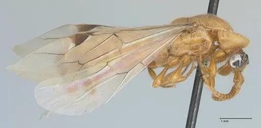 Aenictus hamifer specimen FOCOL1139 image focol1139_4