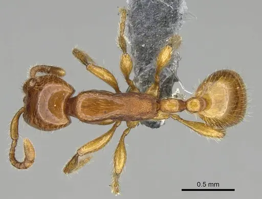 Aenictus hitai specimen CASENT0777863 image casent0777863_1