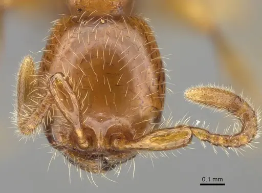 Aenictus hitai specimen CASENT0777863 image casent0777863_2