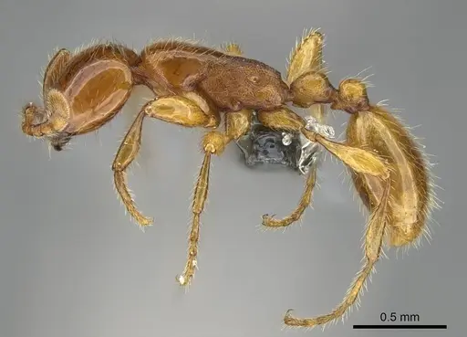 Aenictus hitai specimen CASENT0777863 image casent0777863_3