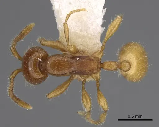 Aenictus hitai specimen NHMUK012849306 image nhmuk012849306_1