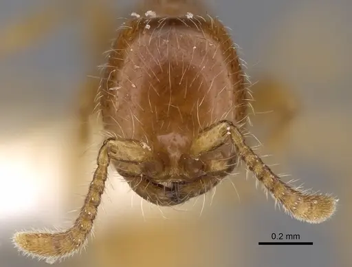 Aenictus hitai specimen NHMUK012849306 image nhmuk012849306_2