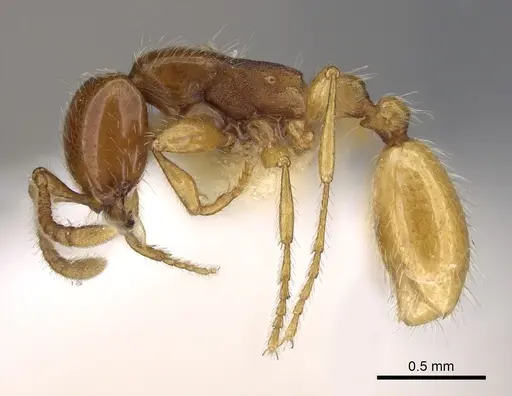 Aenictus hitai specimen NHMUK012849306 image nhmuk012849306_3