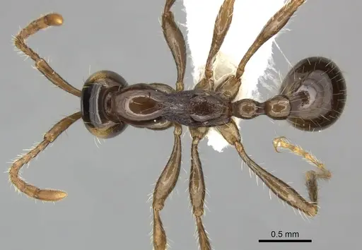 Aenictus hodgsoni specimen CASENT0249281 image casent0249281_1