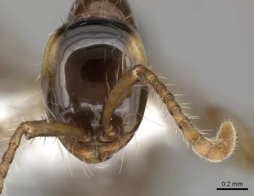 Aenictus hodgsoni specimen CASENT0249281 image casent0249281_2