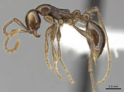Aenictus hodgsoni specimen CASENT0249281 image casent0249281_3