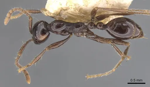 Aenictus hodgsoni specimen CASENT0907000 image casent0907000_1