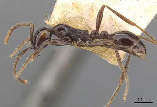 Aenictus hodgsoni specimen CASENT0907000 image casent0907000_3