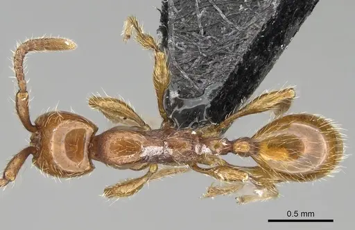 Aenictus hoelldobleri specimen CASENT0914929 image casent0914929_1