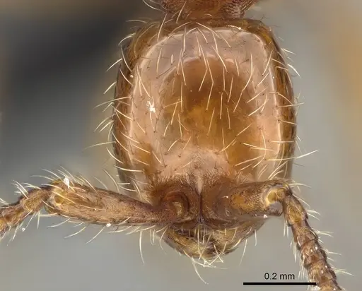 Aenictus hoelldobleri specimen CASENT0914929 image casent0914929_2