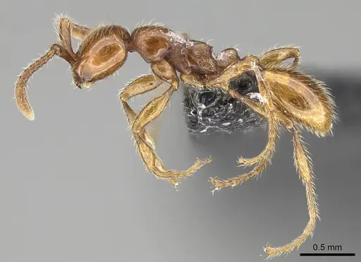 Aenictus hoelldobleri specimen CASENT0914929 image casent0914929_3