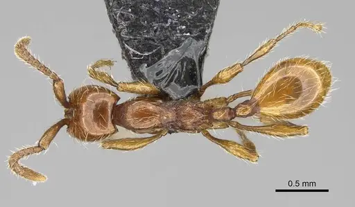 Aenictus hoelldobleri specimen CASENT0914930 image casent0914930_1