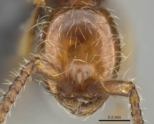Aenictus hoelldobleri specimen CASENT0914930 image casent0914930_2