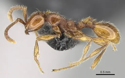 Aenictus hoelldobleri specimen CASENT0914930 image casent0914930_3