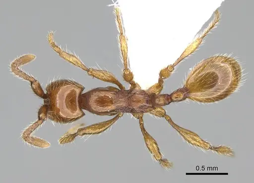 Aenictus hoelldobleri specimen CASENT0914931 image casent0914931_1