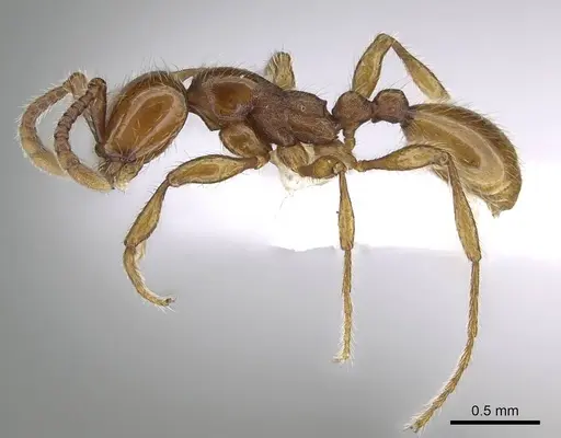 Aenictus hoelldobleri specimen CASENT0914931 image casent0914931_3