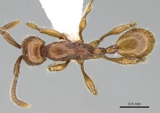 Aenictus hoelldobleri specimen CASENT0914932 image casent0914932_1