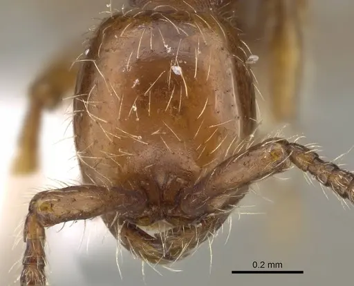 Aenictus hoelldobleri specimen CASENT0914932 image casent0914932_2