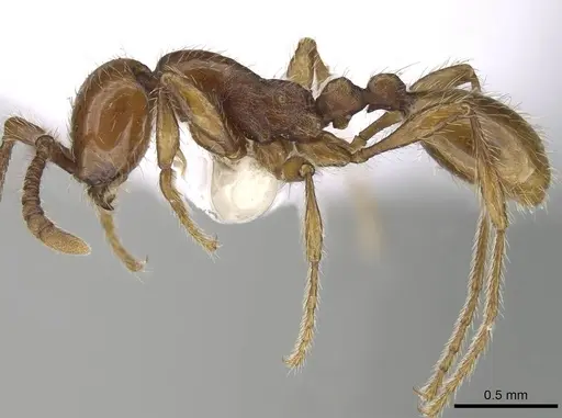 Aenictus hoelldobleri specimen CASENT0914932 image casent0914932_3