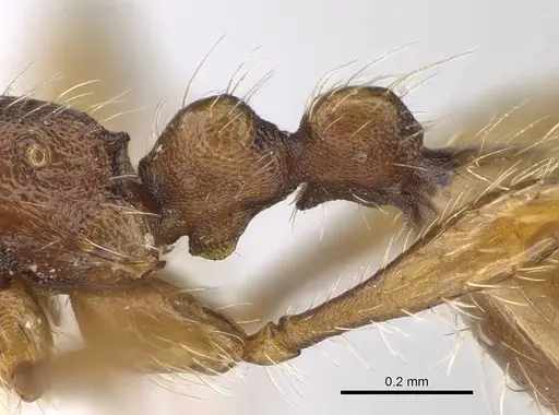 Aenictus hoelldobleri specimen CASENT0914932 image casent0914932_4
