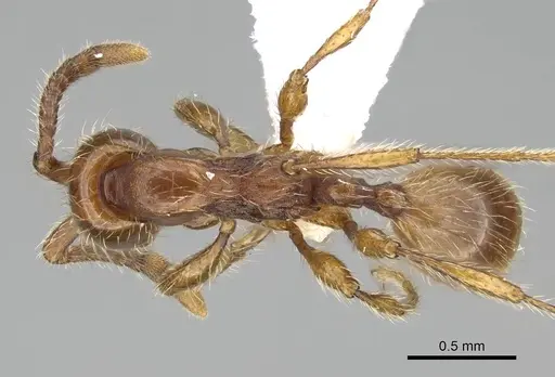 Aenictus hoelldobleri specimen CASENT0914933 image casent0914933_1