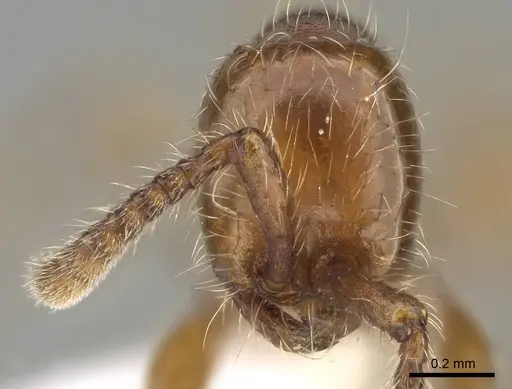 Aenictus hoelldobleri specimen CASENT0914933 image casent0914933_2