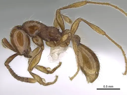 Aenictus hoelldobleri specimen CASENT0914933 image casent0914933_3