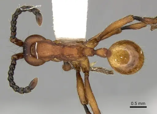 Aenictus hottai specimen CASENT0249278 image casent0249278_1