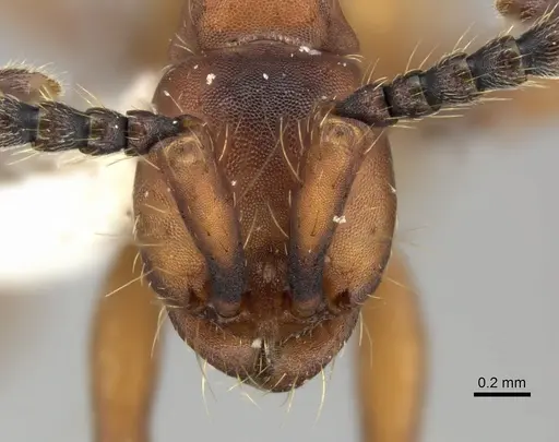 Aenictus hottai specimen CASENT0249278 image casent0249278_2