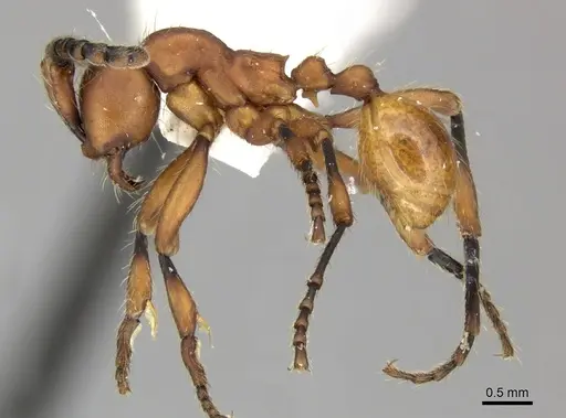 Aenictus hottai specimen CASENT0249278 image casent0249278_3