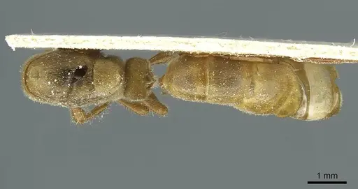Aenictus humeralis specimen CASENT0911428 image casent0911428_1
