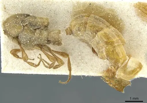 Aenictus humeralis specimen CASENT0911428 image casent0911428_2