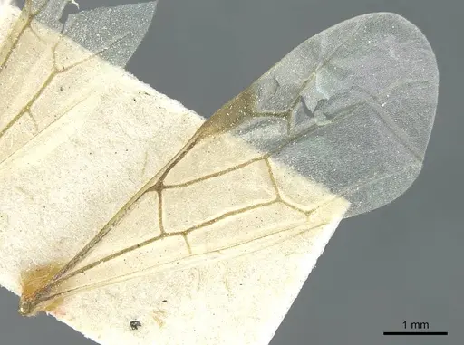 Aenictus humeralis specimen CASENT0911428 image casent0911428_3