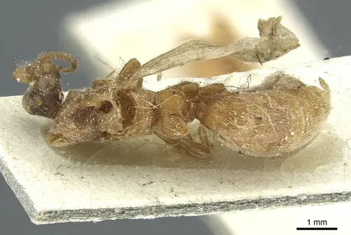 Aenictus humeralis specimen CASENT0911429 image casent0911429_1