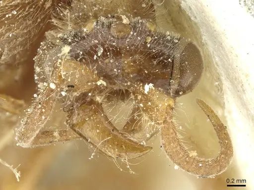 Aenictus humeralis specimen CASENT0911429 image casent0911429_2