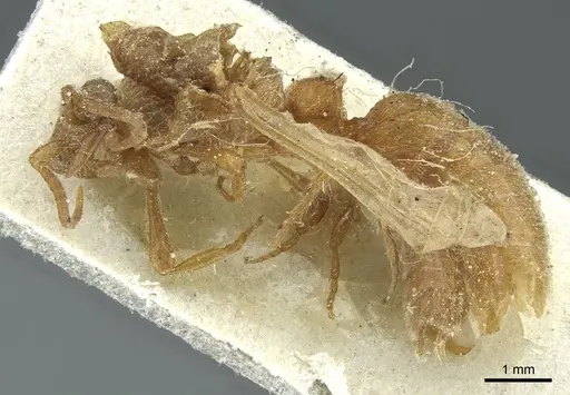Aenictus humeralis specimen CASENT0911429 image casent0911429_3