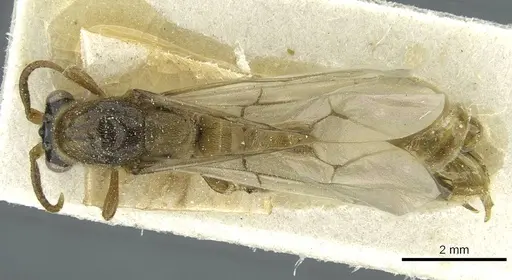 Aenictus humeralis specimen CASENT0911430 image casent0911430_1