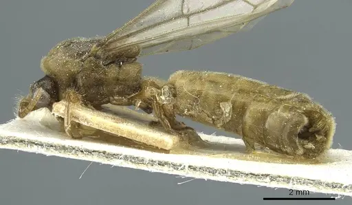 Aenictus humeralis specimen CASENT0911430 image casent0911430_3