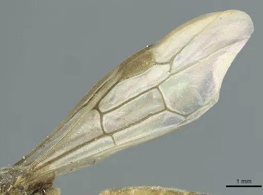 Aenictus humeralis specimen CASENT0911430 image casent0911430_4