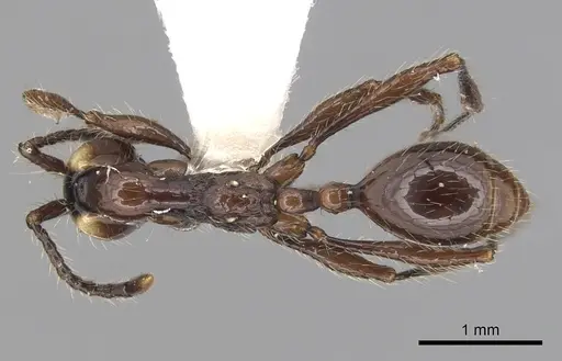 Aenictus huonicus specimen CASENT0249276 image casent0249276_1