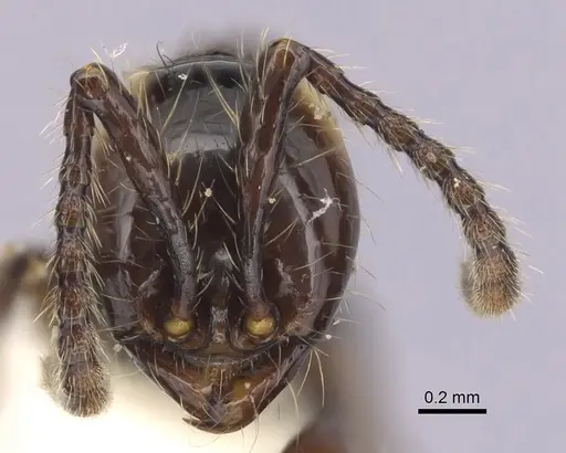 Aenictus huonicus specimen CASENT0249276 image casent0249276_2