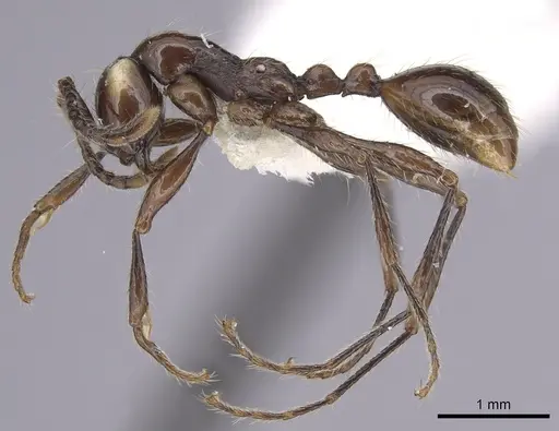 Aenictus huonicus specimen CASENT0249276 image casent0249276_3