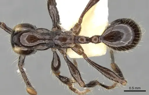 Aenictus huonicus specimen CASENT0281963 image casent0281963_1