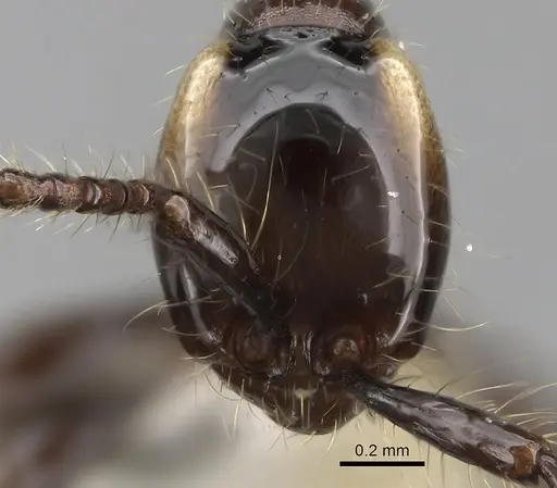 Aenictus huonicus specimen CASENT0281963 image casent0281963_2