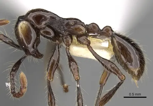 Aenictus huonicus specimen CASENT0281963 image casent0281963_3