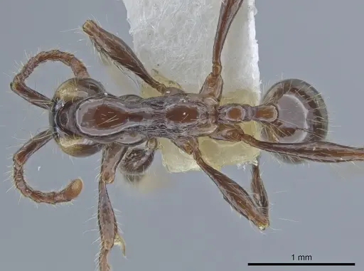 Aenictus huonicus specimen CASENT0651688 image casent0651688_1