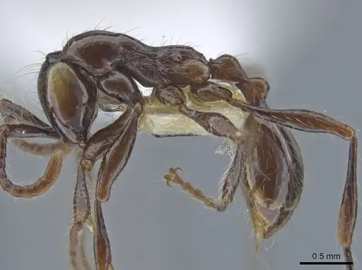 Aenictus huonicus specimen CASENT0651688 image casent0651688_3